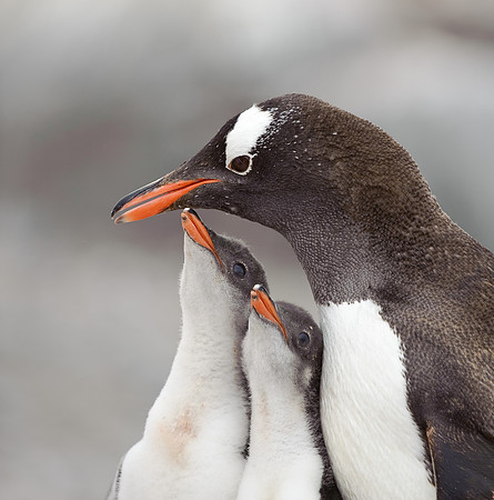 Gentoo penguins, Jougla point (Port Lockroy)