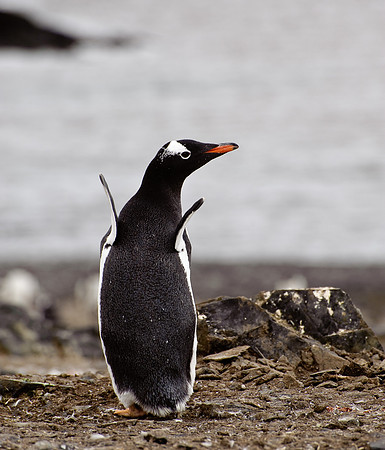 Gentoo penguin, Hannah Point