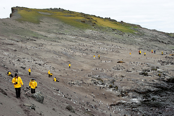 Gentoo and Quark penguins, Hannah Point
