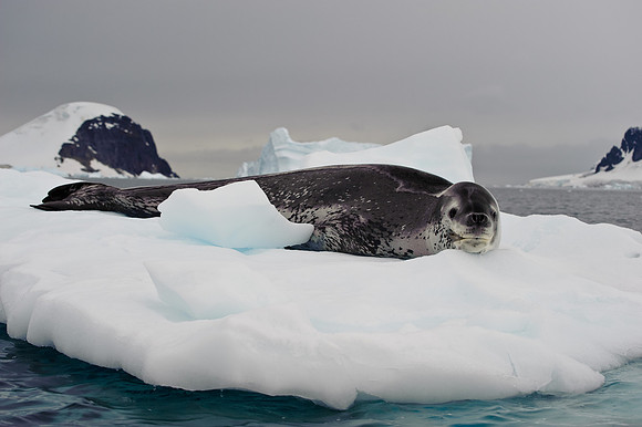 Leopard seal, Errera Channel