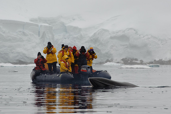 Minke whale, Wilhelmina Bay