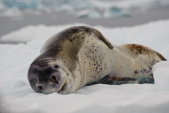 Leopard seal, Errera Channel