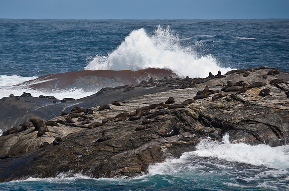 Seals