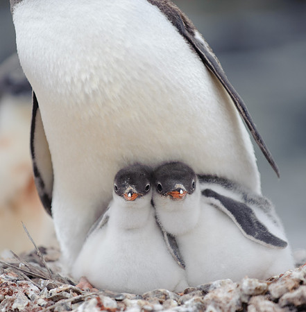 Gentoo penguins, Jougla point (Port Lockroy)