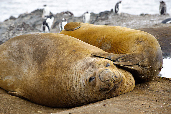 Elephant seals, Hannah Point