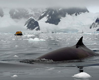 Antarctica (112)