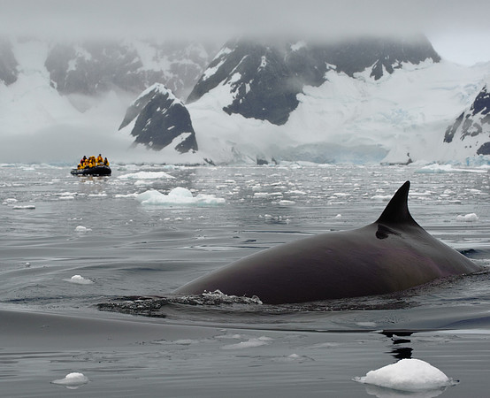 Minke whale, Wilhelmina Bay