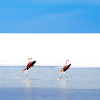Salar de Uyuni