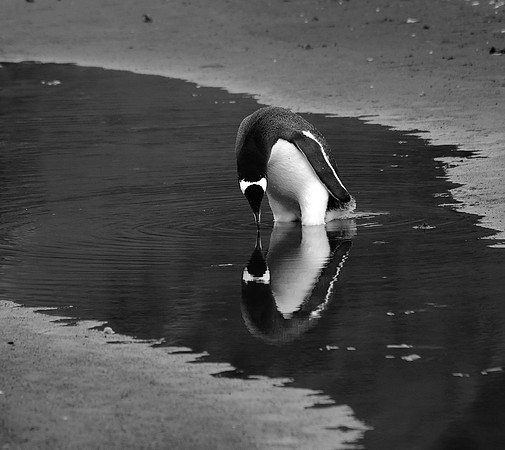 Gentoo penguin, Hannah Point