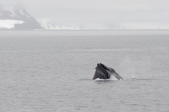 Humpback whale