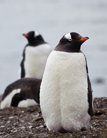 Gentoo penguins, Hannah Point