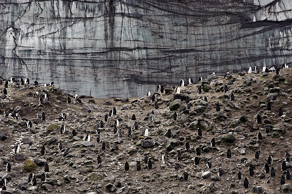 Gentoo penguins at Baily Head, Deception Island