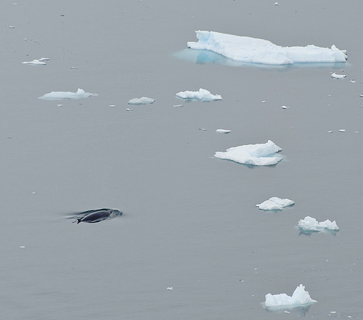 Minke whale, Paradise Bay