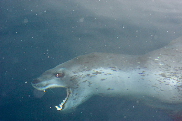 Not so friendly Leopard seal