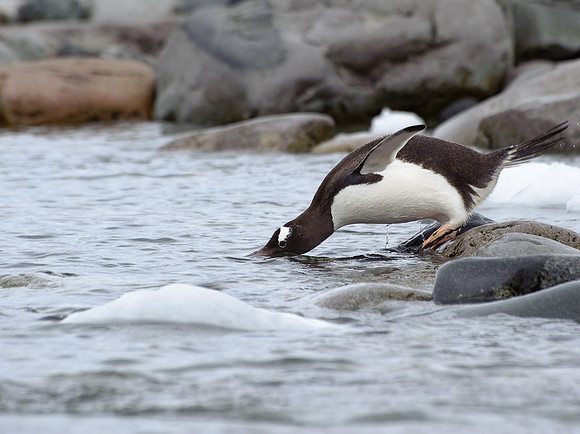 Gentoo penguins, Danco Island