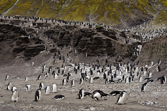 Gentoo penguins at Baily Head, Deception Island