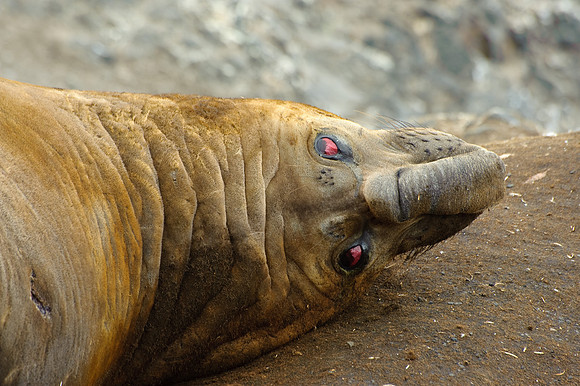 Elephant seal, Hannah Point