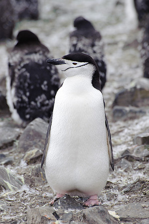 Chinstrap penguin, Hannah Point